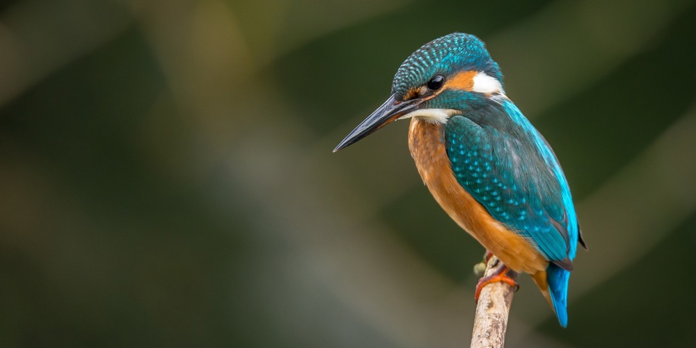 Kingfisher 983944 1920